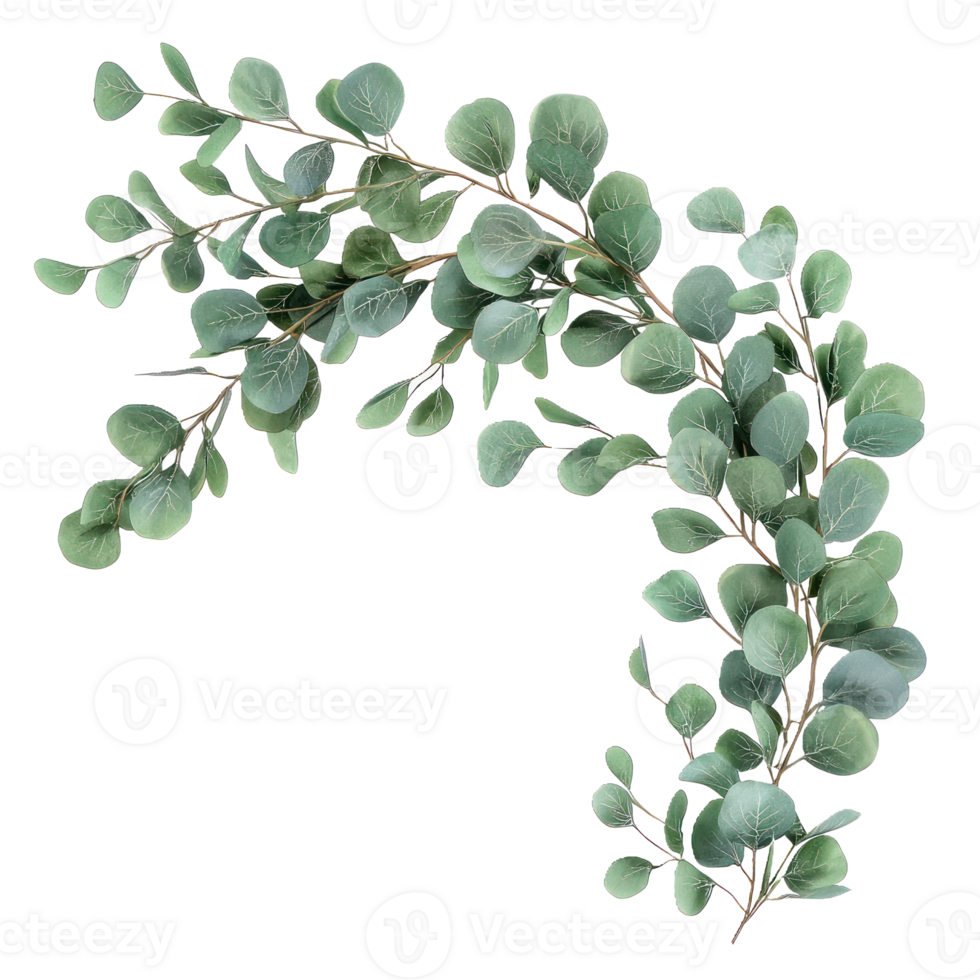 eucalyptus leaves on a branch png