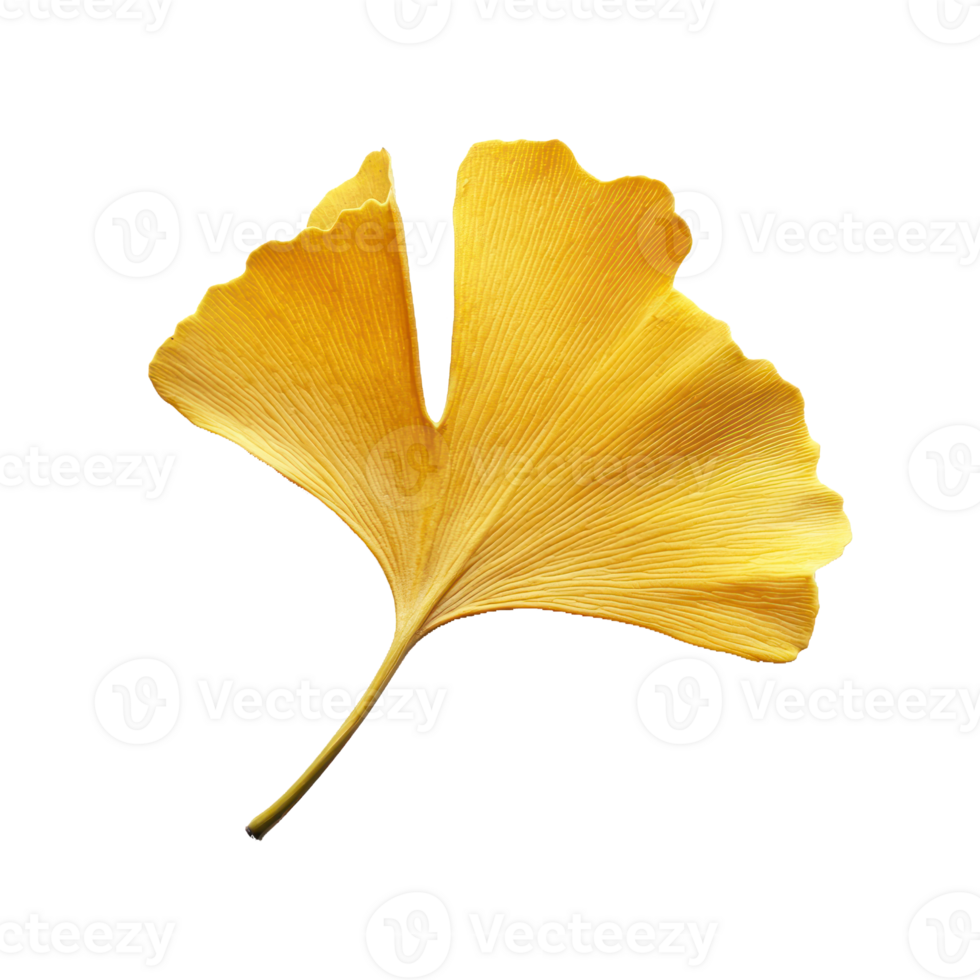 ginkgo leaf on transparent background png