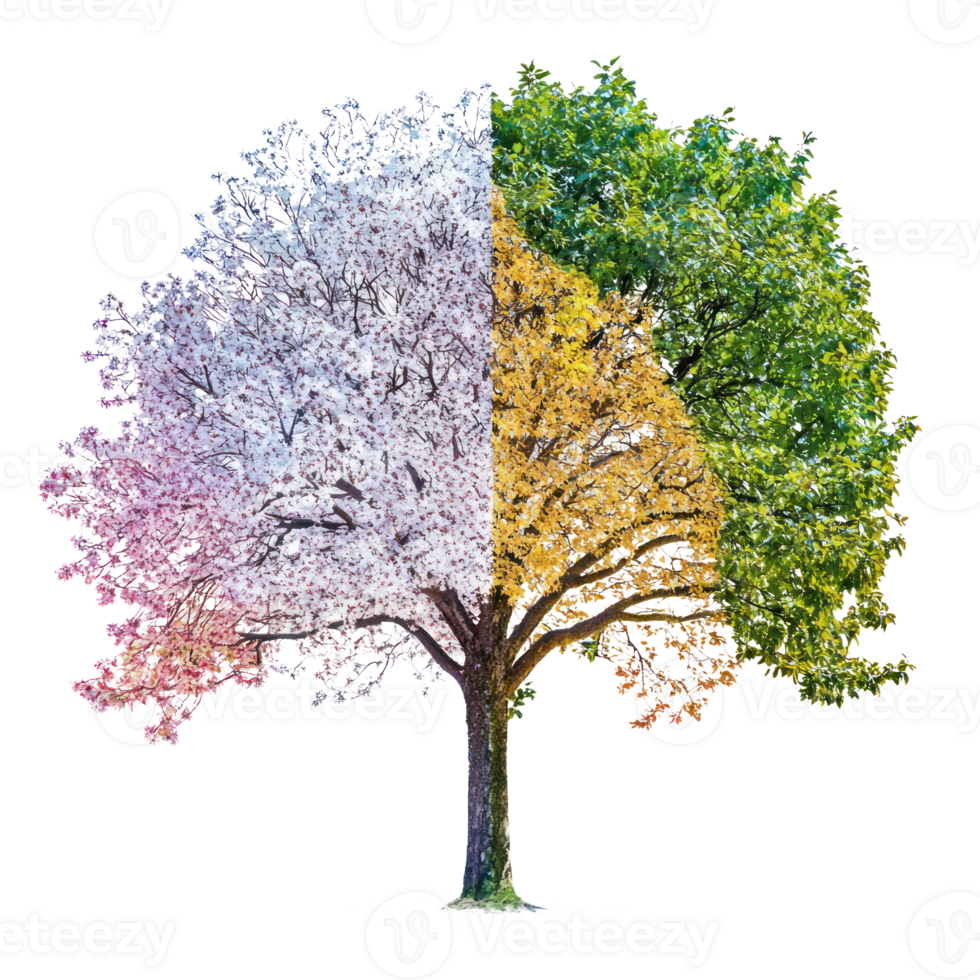 a tree with three different colors on it png