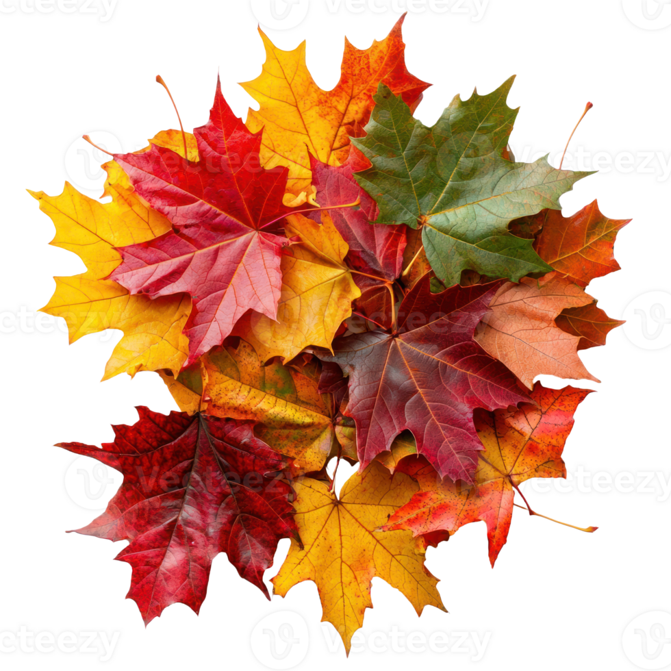 autumn leaves colorful png