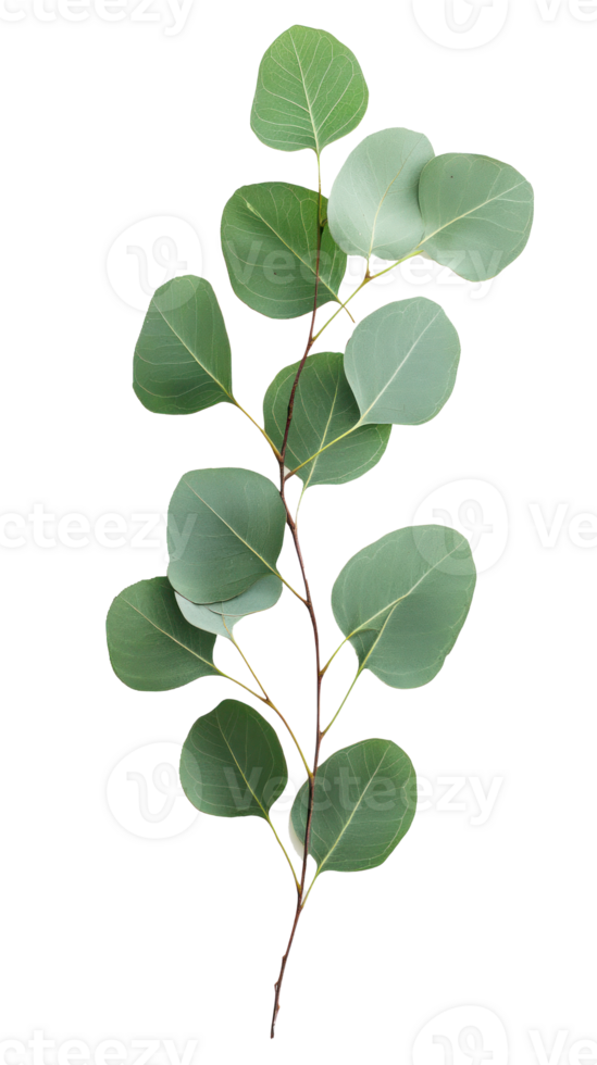 eucalyptus leaves on a branch png