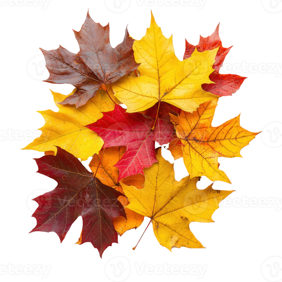 colorful autumn leaves on transparent background png