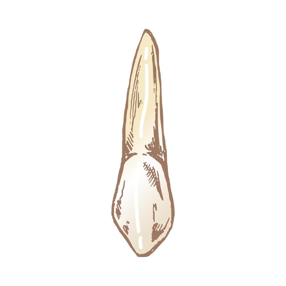 Highly detailed hand drawn human tooth with roots. Hand drawn sketch. Fang illustration isolated vector