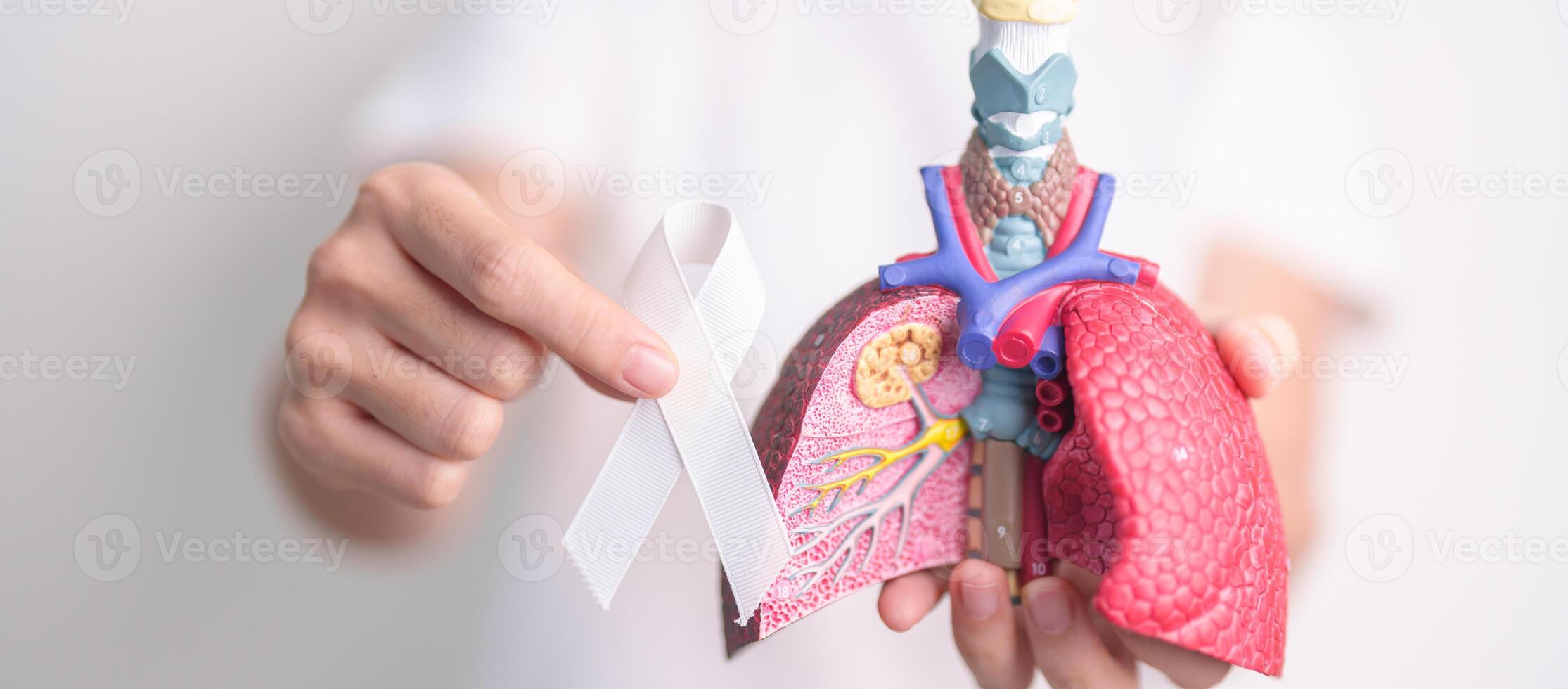 November Lung Cancer Awareness month. Doctor with Smoker Lung anatomy model and White ribbon in hospital. Healthcare and World Cancer day concept photo