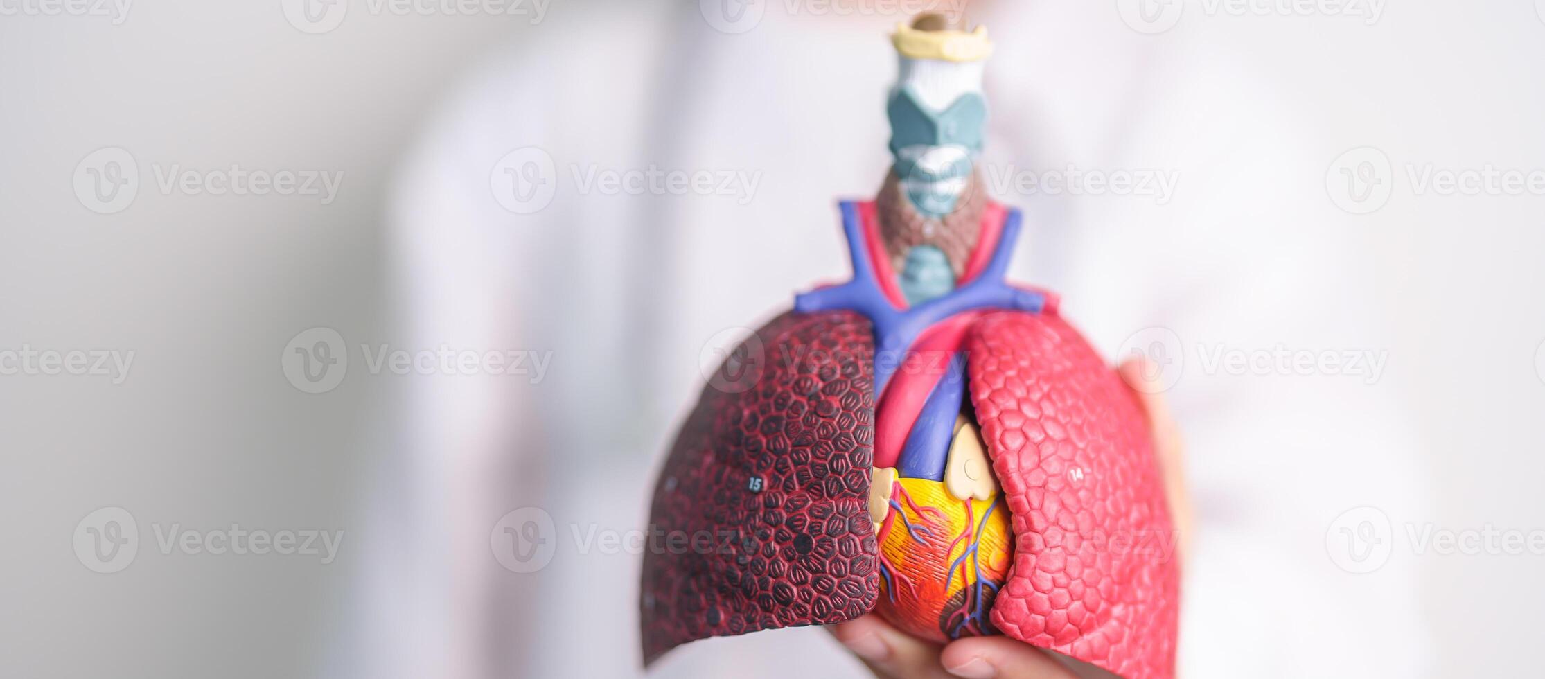Doctor with Respiratory system anatomy for Diseases. Lung Cancer, Asthma, Chronic Obstructive Pulmonary or COPD, Bronchitis, Emphysema, Cystic Fibrosis, Bronchiectasis, Pneumonia and Pleural Effusion photo