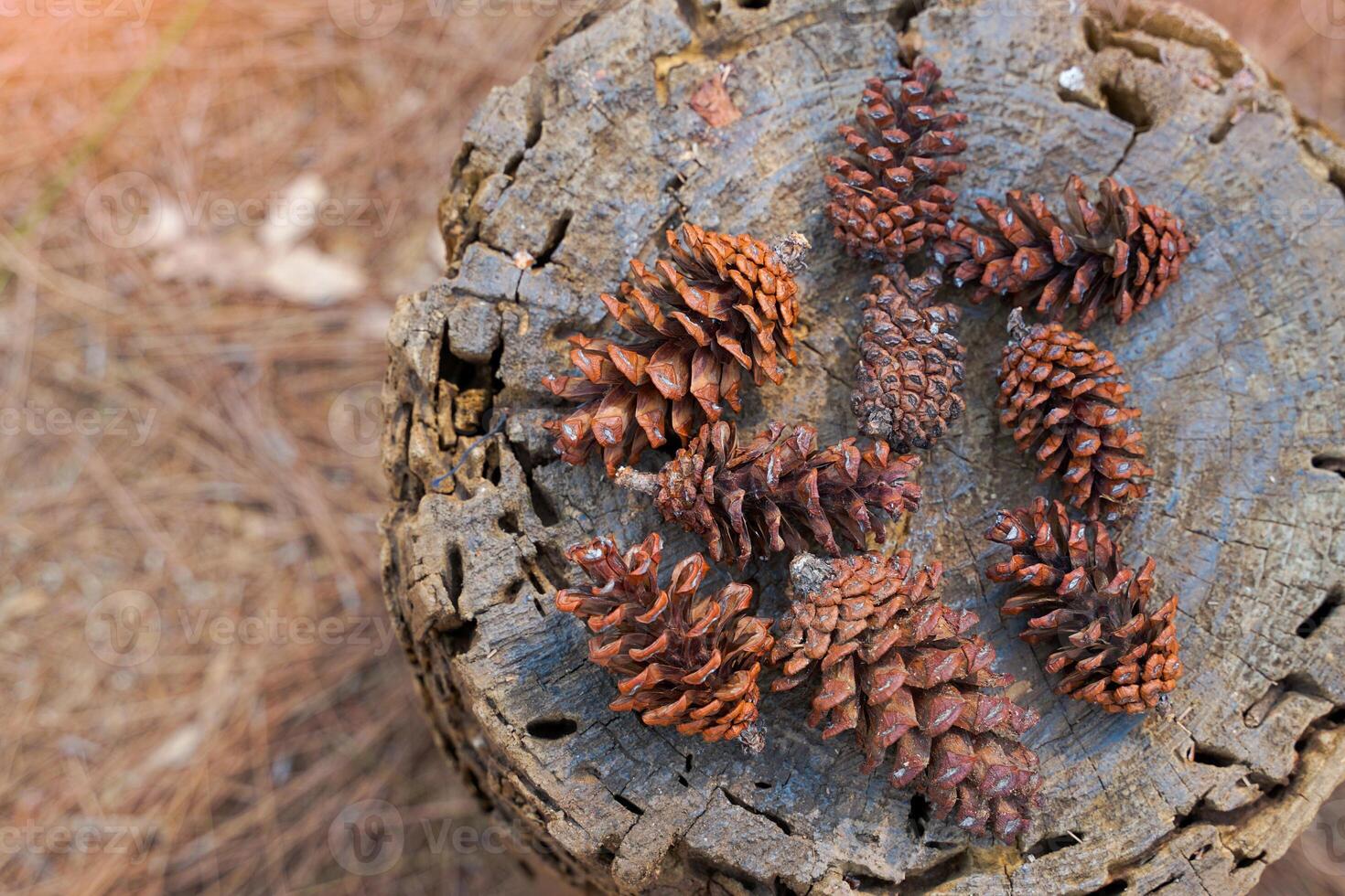Dried fruits of Pinus latteri Mason on the background of stumps and dry leaves. The fruit is called a cone. It is a long cone with scales surrounding it. When mature it is green and brown. photo