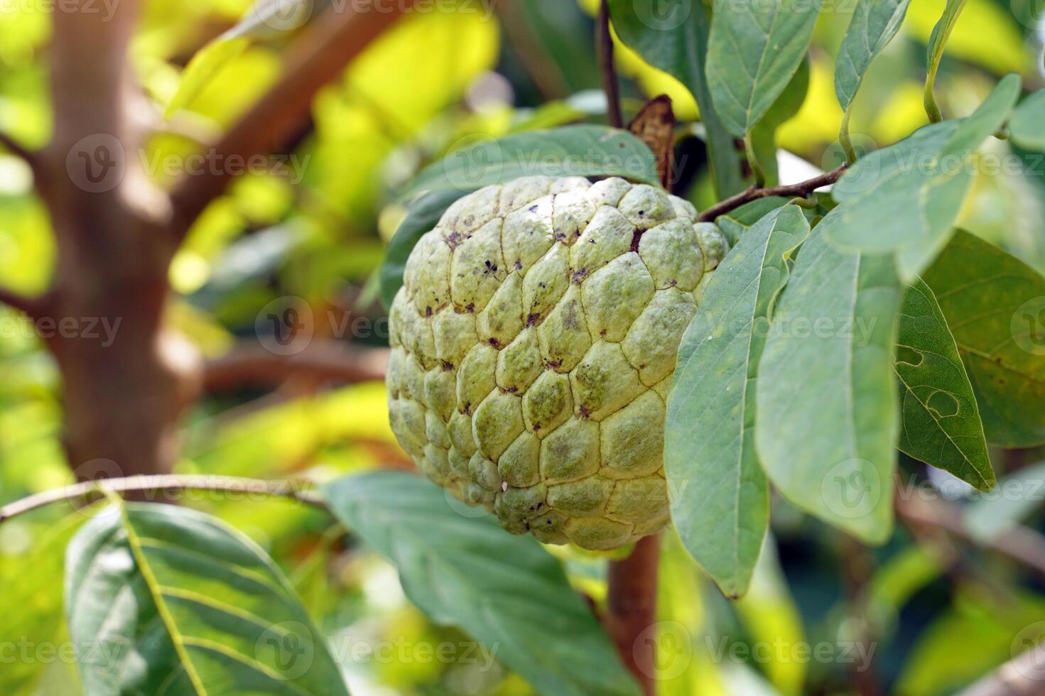 Sugar apple is a fruit that has rather round clusters of fruit. The bark is green and rough with rounded bumps.Each cavity inside the fruit has white flesh covering seeds. The flesh is sweet in taste. photo