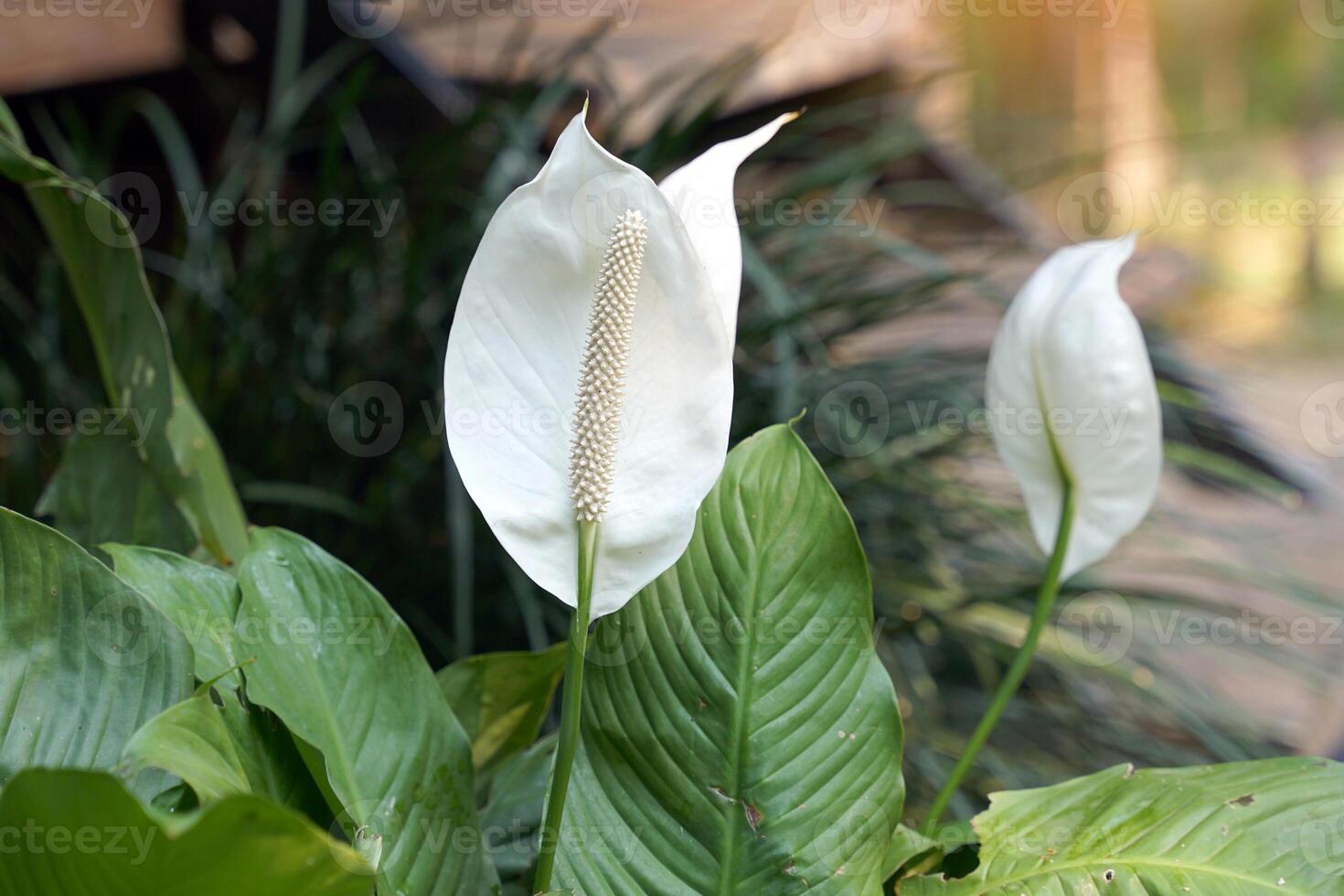 Peace Lily has white bracts. It resembles a heart shape wrapped in a tubular inflorescence with light yellow florets surrounding it. It is a tree that can purify the air very well. photo