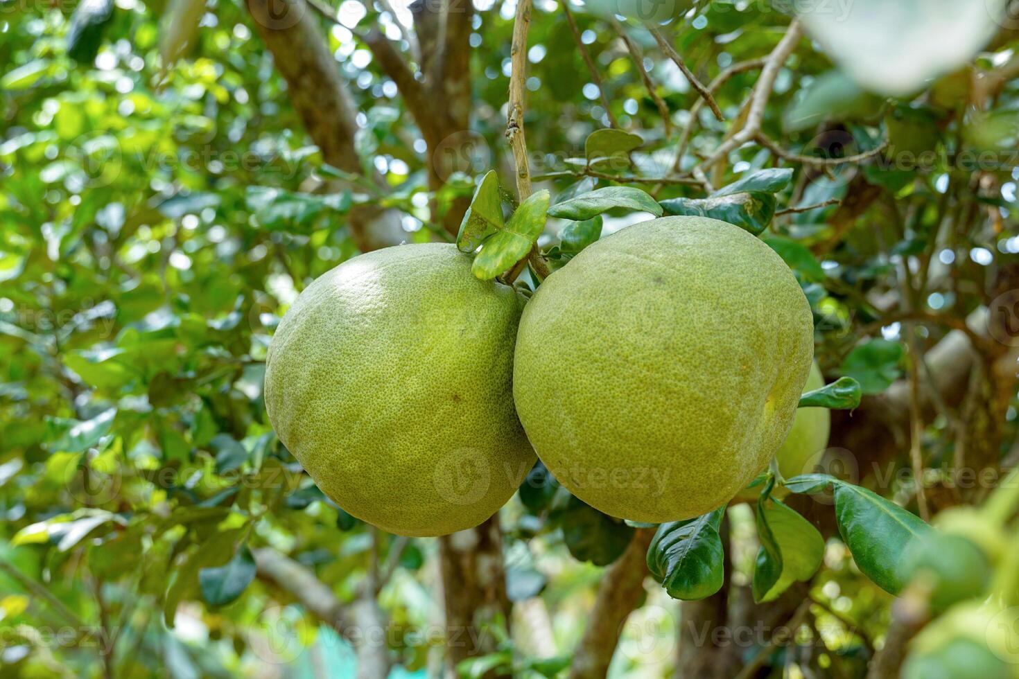 The pomelo fruit on the tree. It is a fruit with a sour taste or sweet and sour until completely sweet Some varieties may have a bitter taste. photo