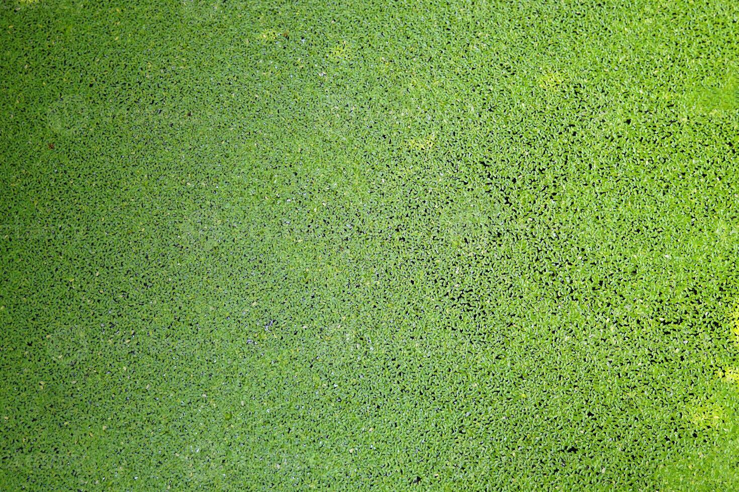 green background of Duckweed is a small floating plant. Grows and reproduces well in still water that is rich in nutrients and organic matter. photo