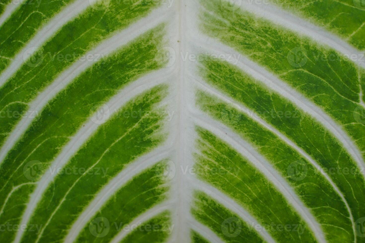 pattern of Xanthosoma leaf on a white background. The leaves are large, thin and tough. The leaves are dark green. And has a light color along the lines with a pattern like a zebra. photo