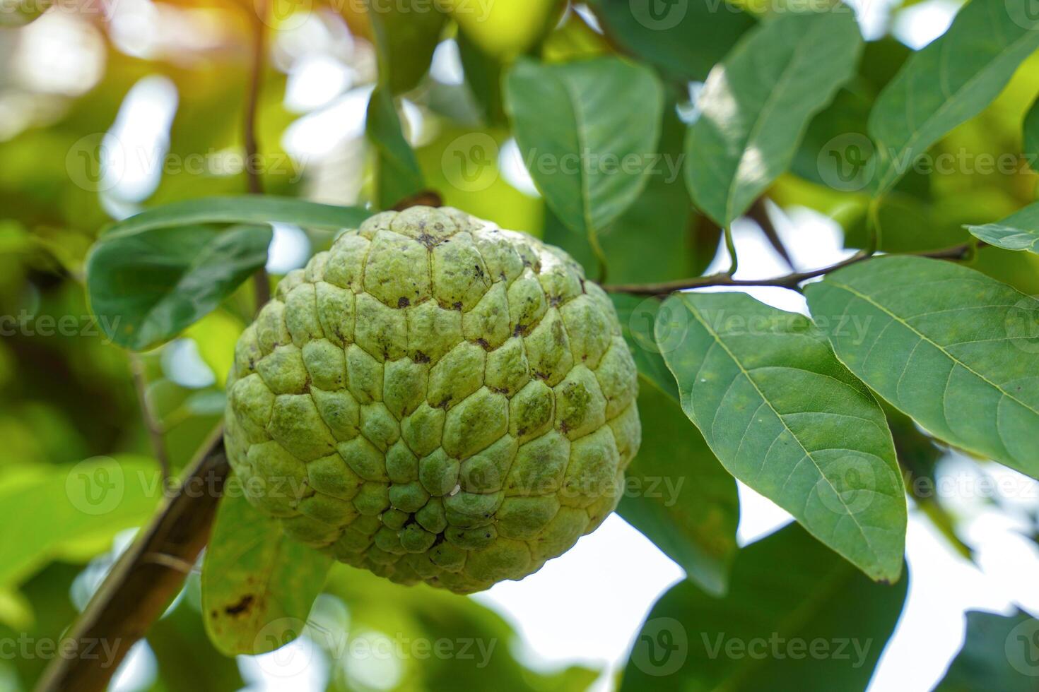Sugar apple is a fruit that has rather round clusters of fruit. The bark is green and rough with rounded bumps.Each cavity inside the fruit has white flesh covering seeds. The flesh is sweet in taste. photo