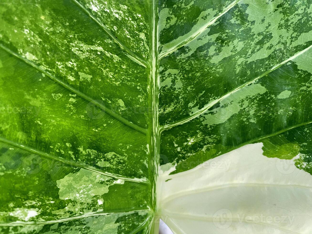 The leaf pattern of Alocasia macrorrhizos has green leaf plates with white-gray spots that are unevenly distributed. The surface is smooth and shiny. photo