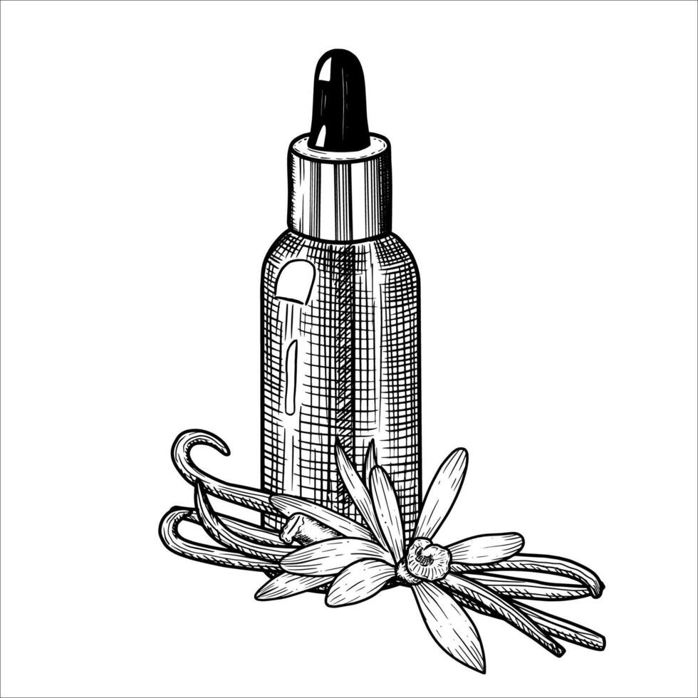 Hand drawn vanilla essential oil bottle. Spa collection. illustration vector