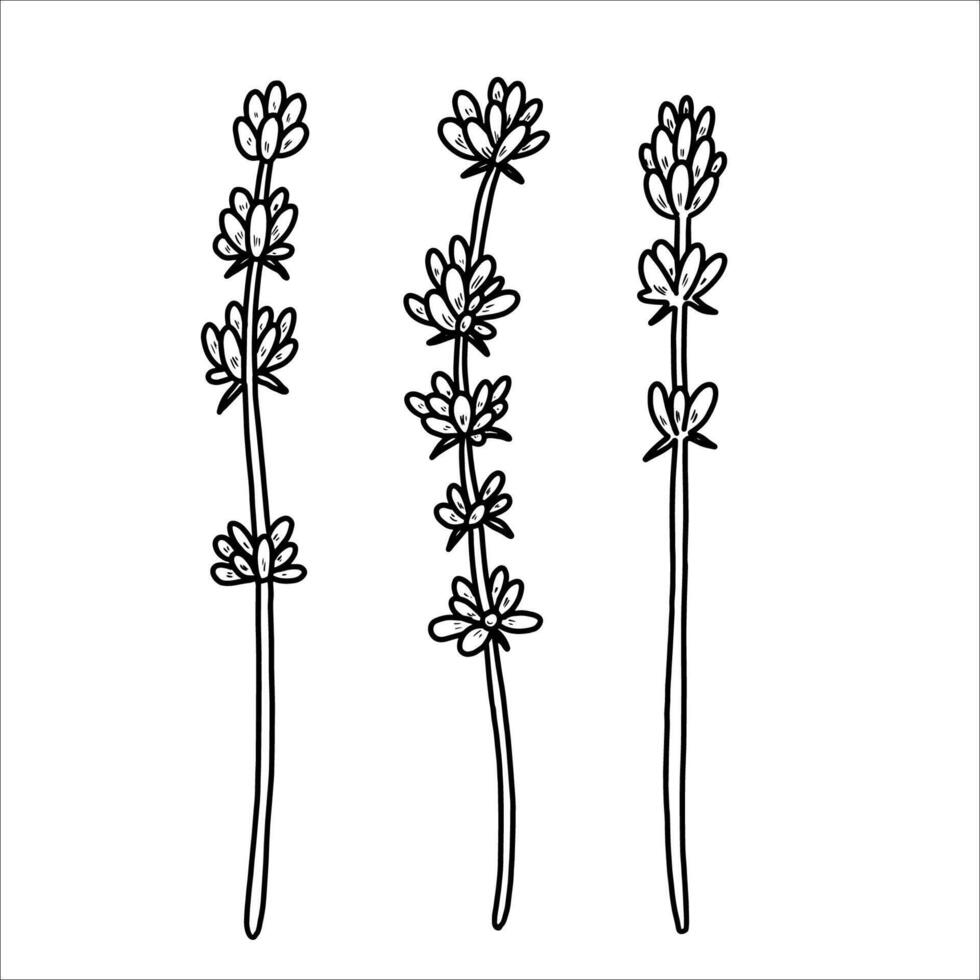 Hand drawn lavender. illustration vector