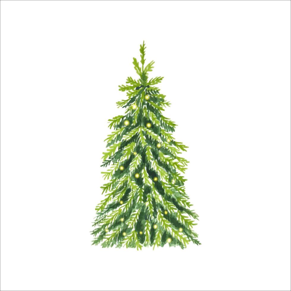 Hand drawn spruce tree. Watercolor illustration isolated on white background vector