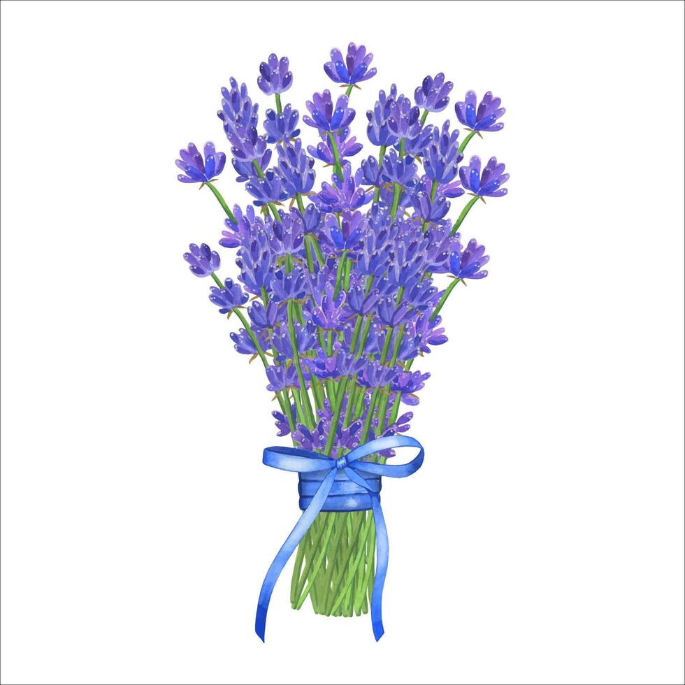 Hand drawn lavender bouquet. Watercolor illustration isolated on white background vector