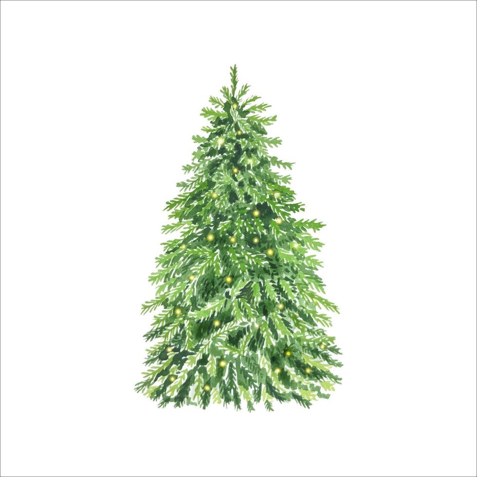 Hand drawn spruce tree. Watercolor illustration isolated on white background vector
