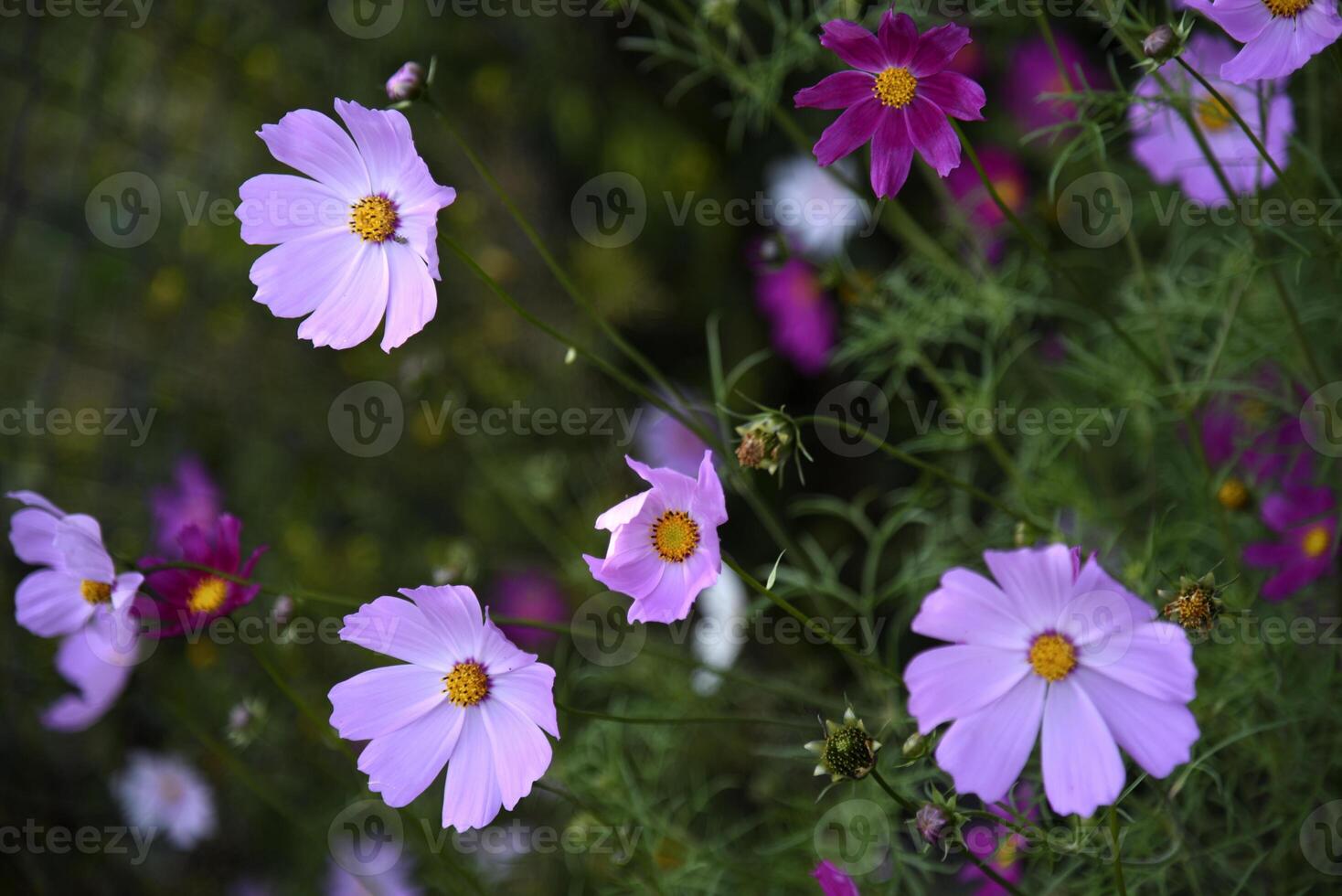 Cosmos bipinnatus. Light pink and white flowers on a green background. photo