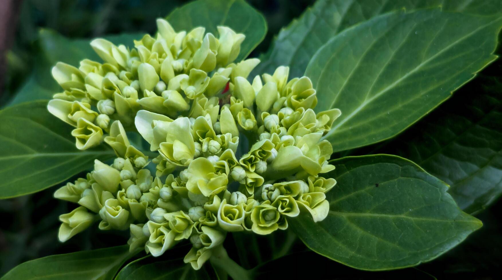 Fresh Hydrangea Buds and Green Leaves in Close-Up photo