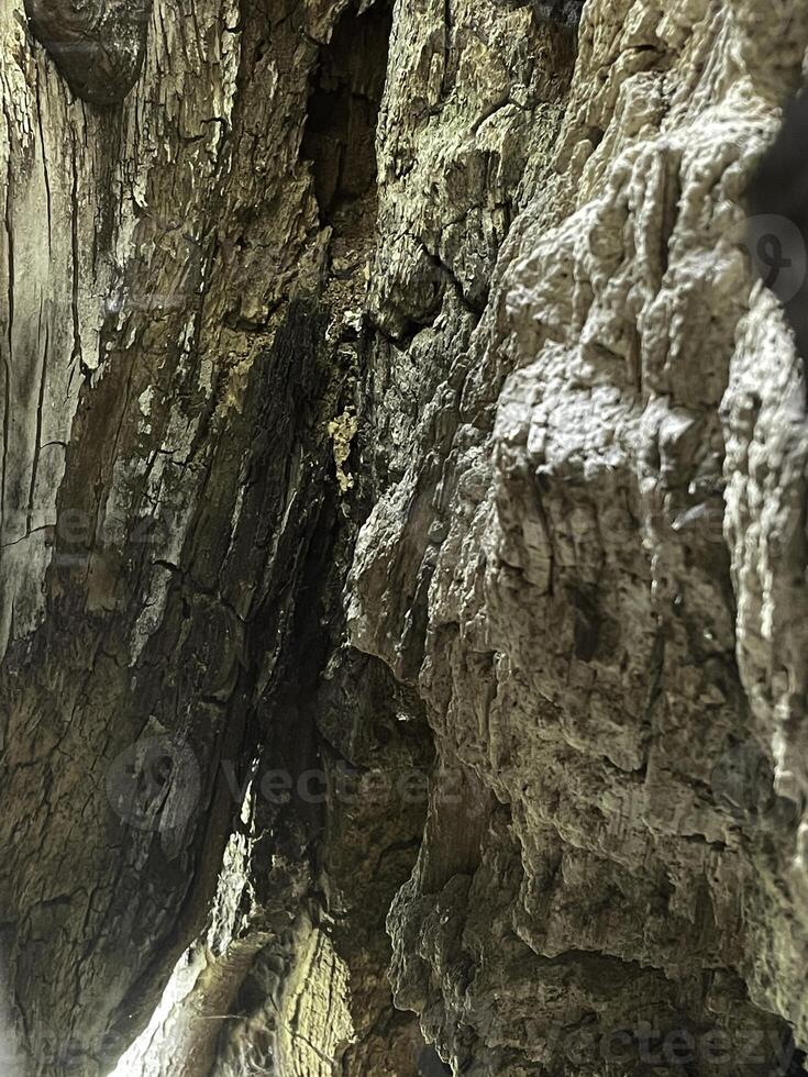 This is a stunning and intricate Textured Rock Formation found in a Natural Cave environment photo