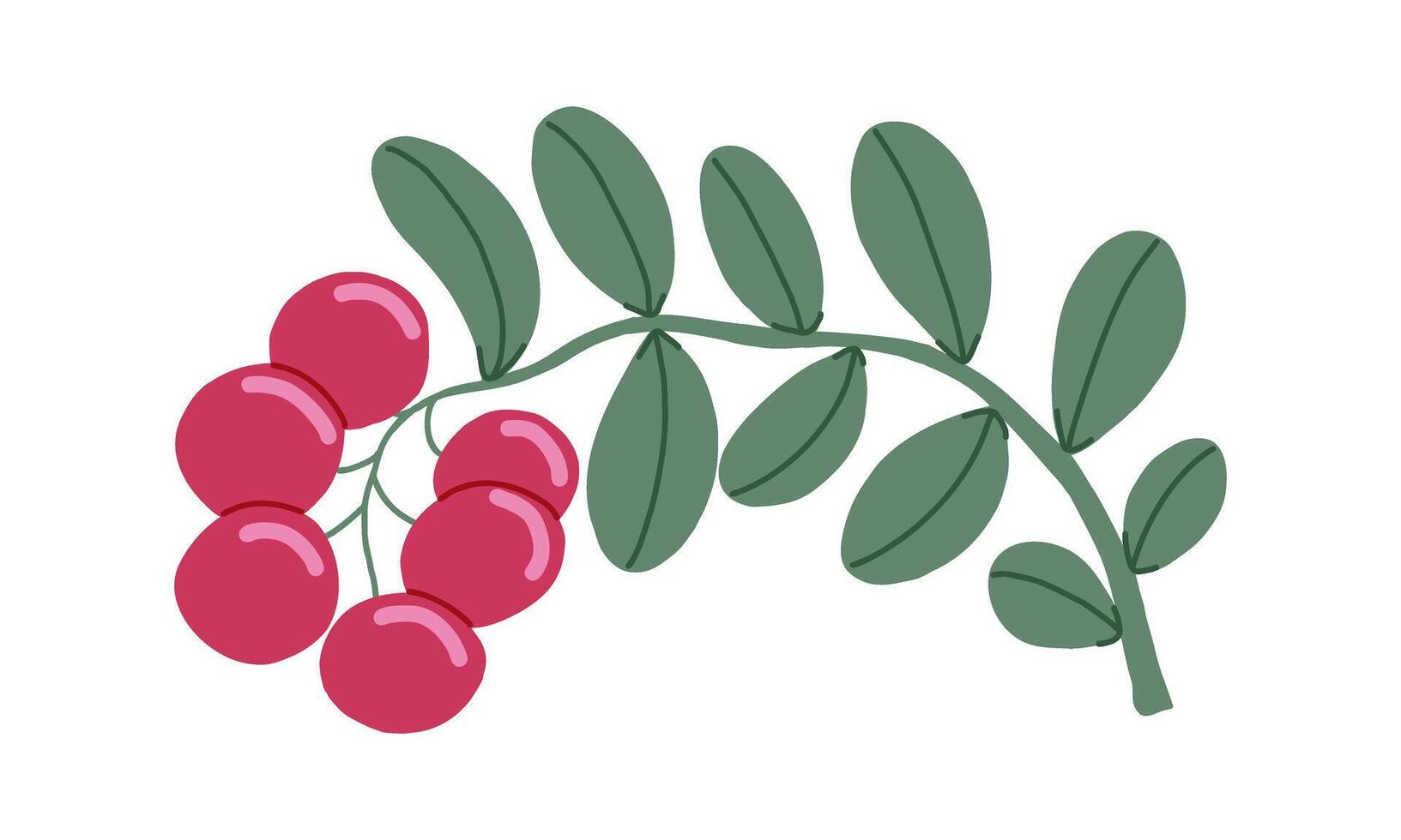 Cowberry hand drawn isolated green branch with red berries. Ingredient for cooking dishes sauce and desserts in restaurant vector
