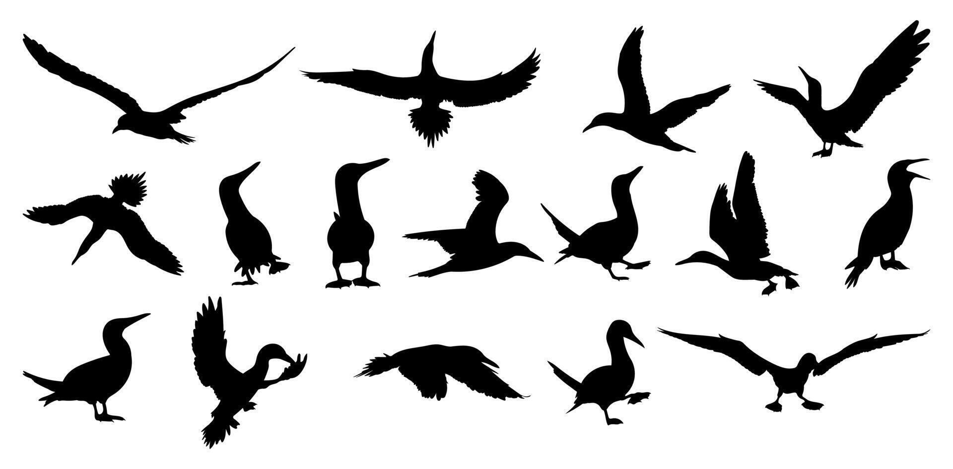 Blue footed booby silhouettes illustration set vector