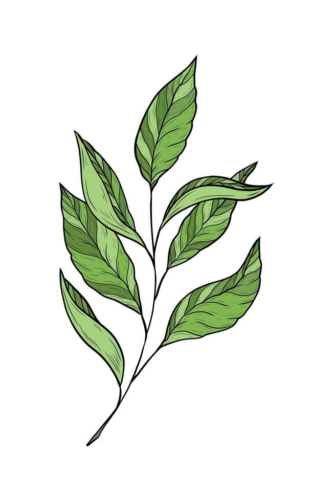 illustration with green tea branch isolated on white background. Tea leaves and stem. Asian and Indian medicinal plant. Traditional hot drink, black, green and white tea. Packaging design. vector