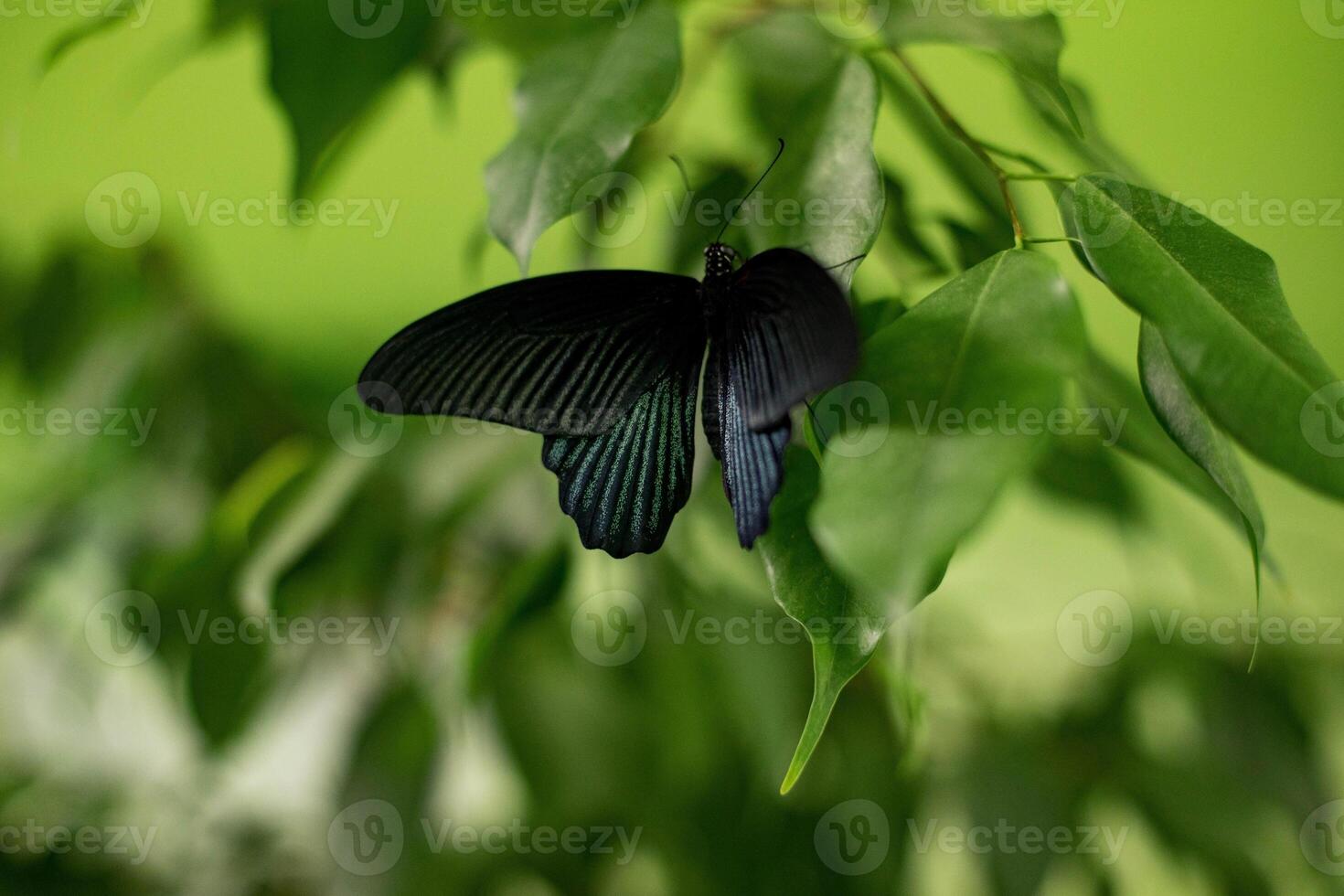 Black color butterfly photo
