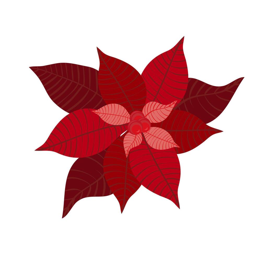 Christmas flower is red. graphics vector