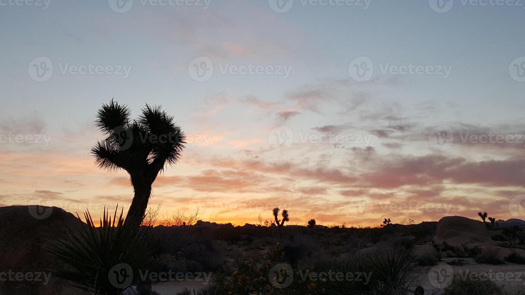Joshua Tree Landscape at Sunset in Joshua Tree National Park, California photo