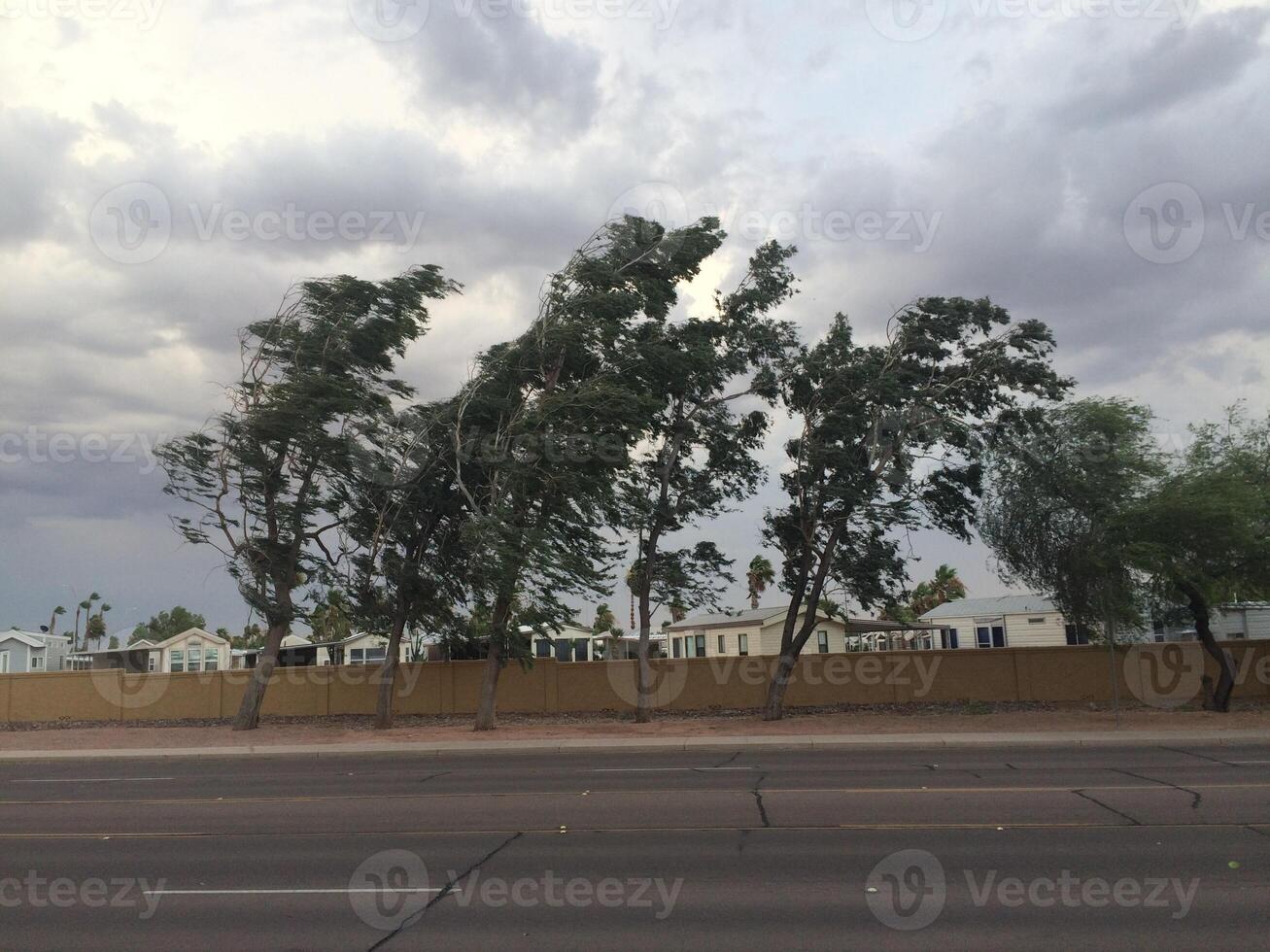 Windy Day, Trees Blowing, Monsoon Season in Apache Junction, Arizona photo