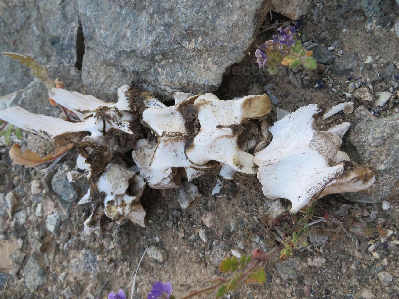 Animal Spine Bones in the Arizona Desert photo