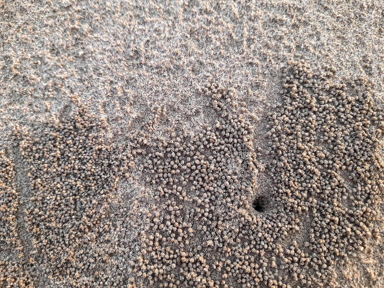 beach sand texture with a hole and small sand balls from Beach Sand Crabs photo