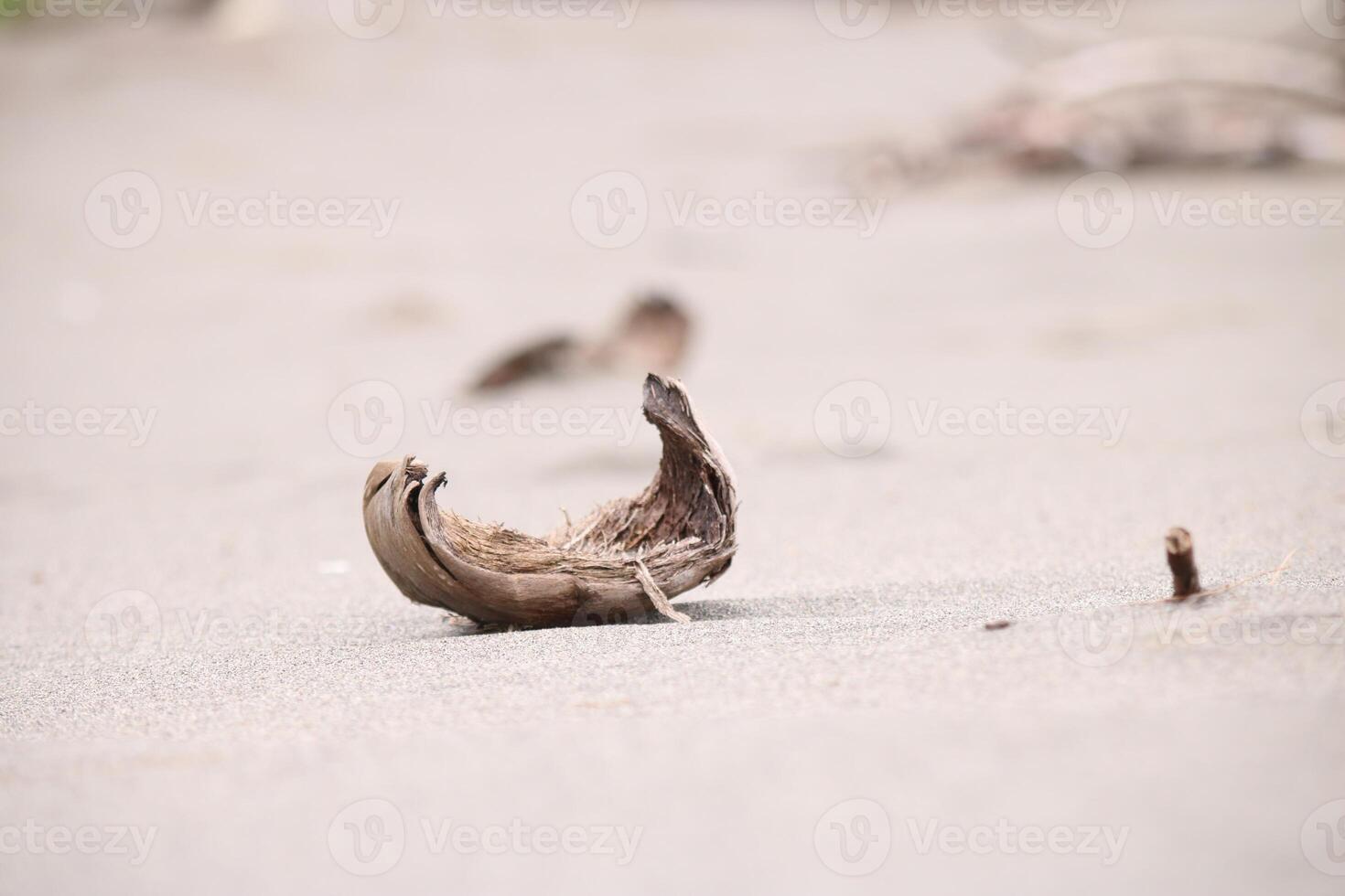 a bird's nest on the beach or old coconut fiber that has fallen from the tree photo
