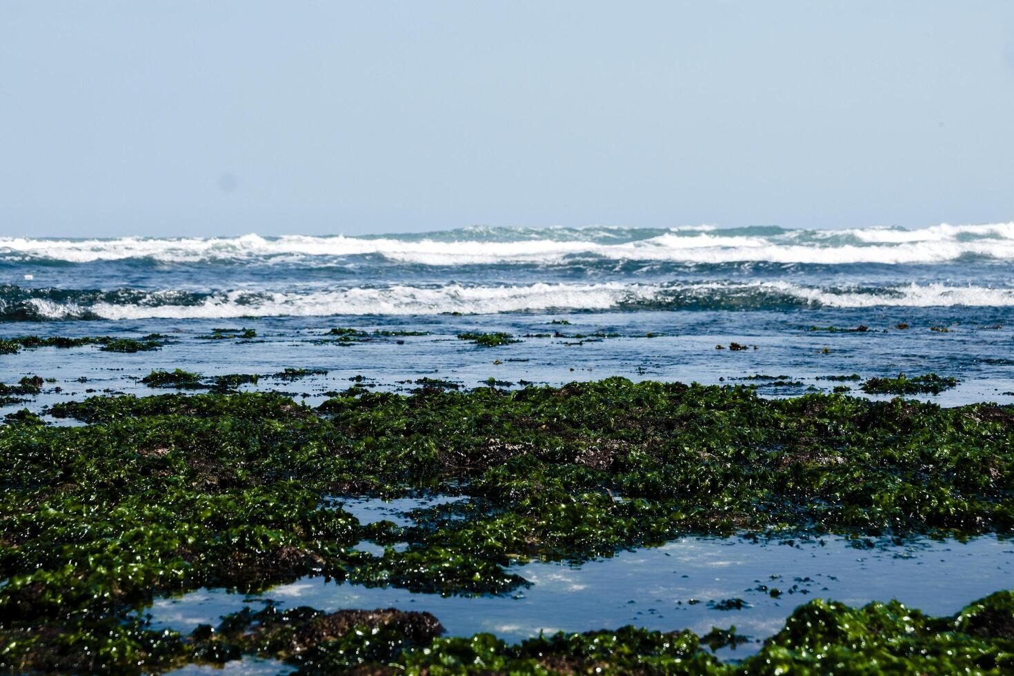 a view of the ocean and some seaweed photo