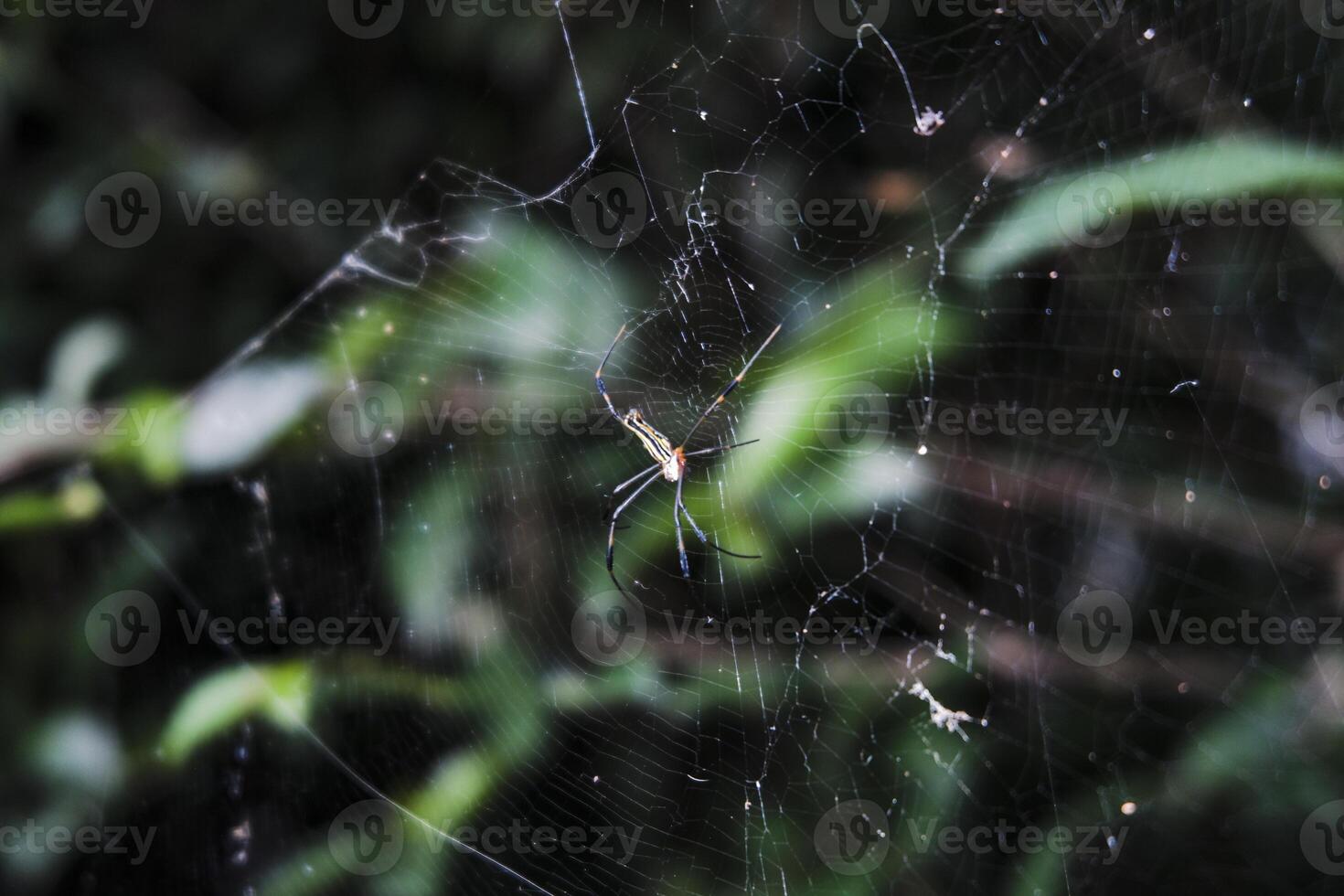 a spider is sitting on its web in the middle of the forest photo
