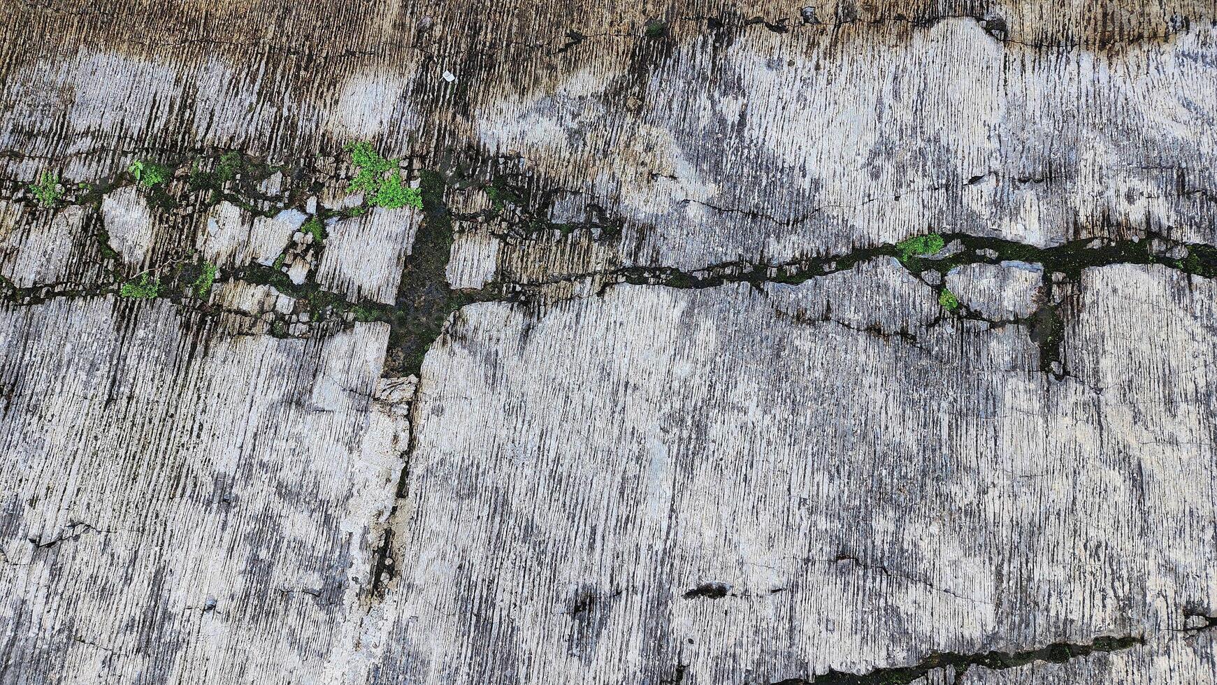 a close up of a tree with green leaves growing on it photo