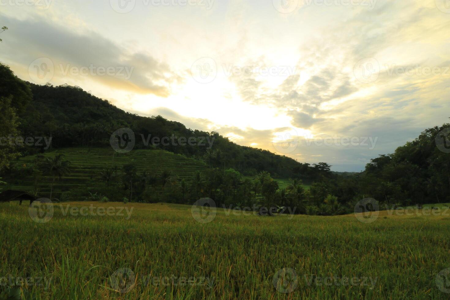 a field of green grass photo