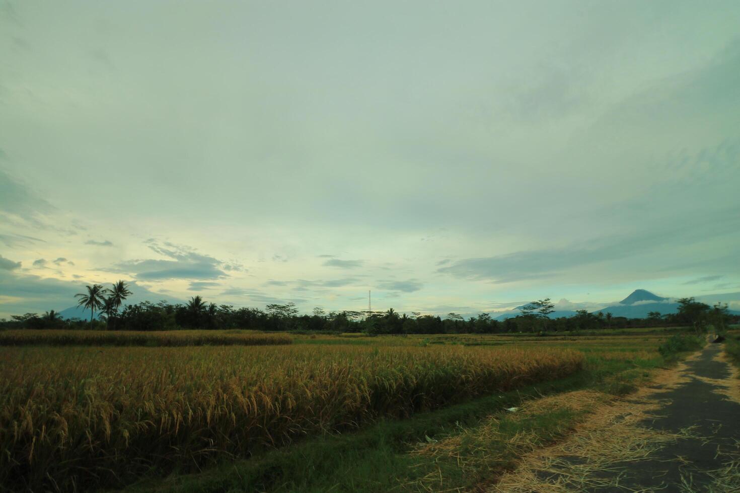 a view of a road and a field with a sky in the background photo