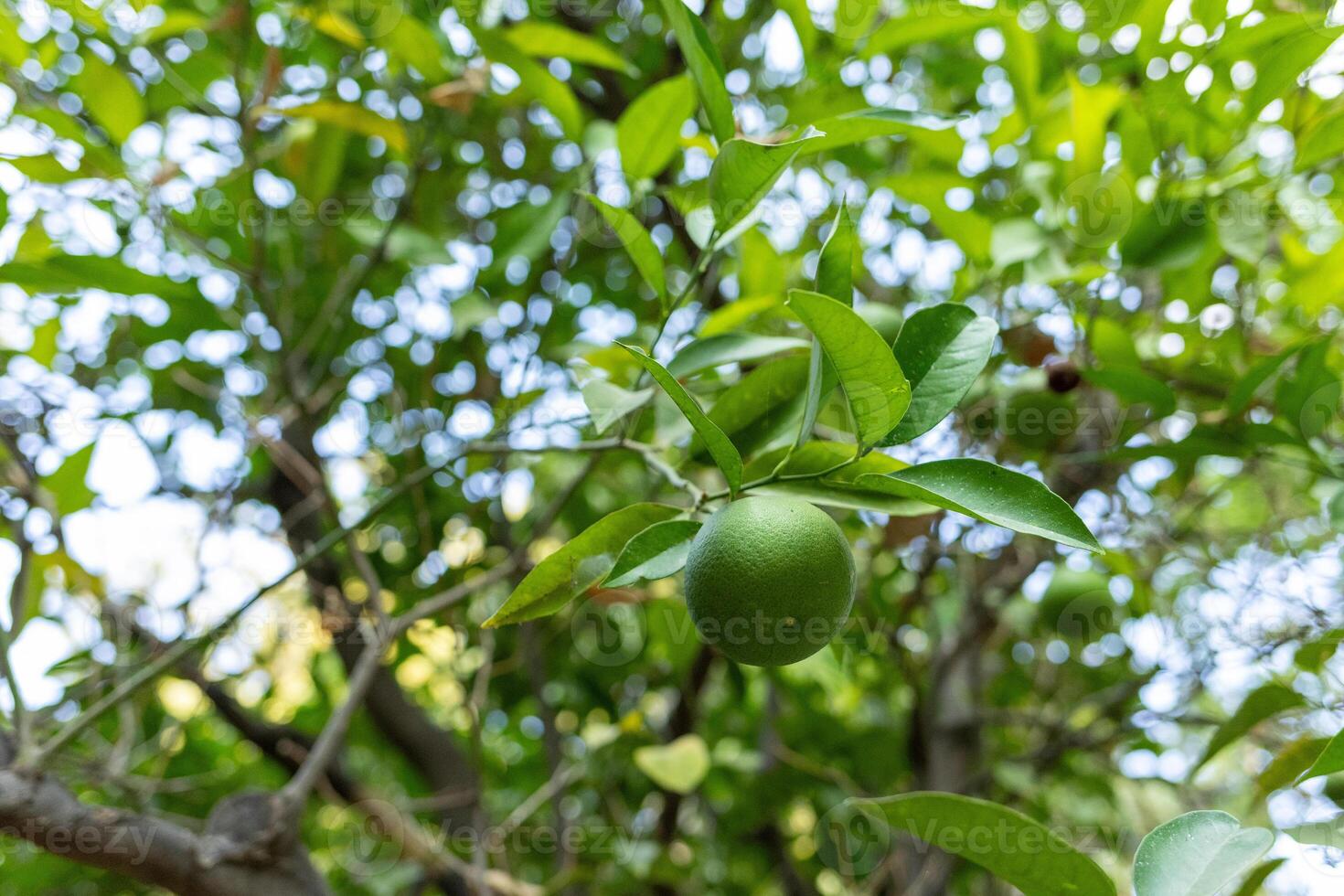 a green orange fruits is hanging from a tree photo