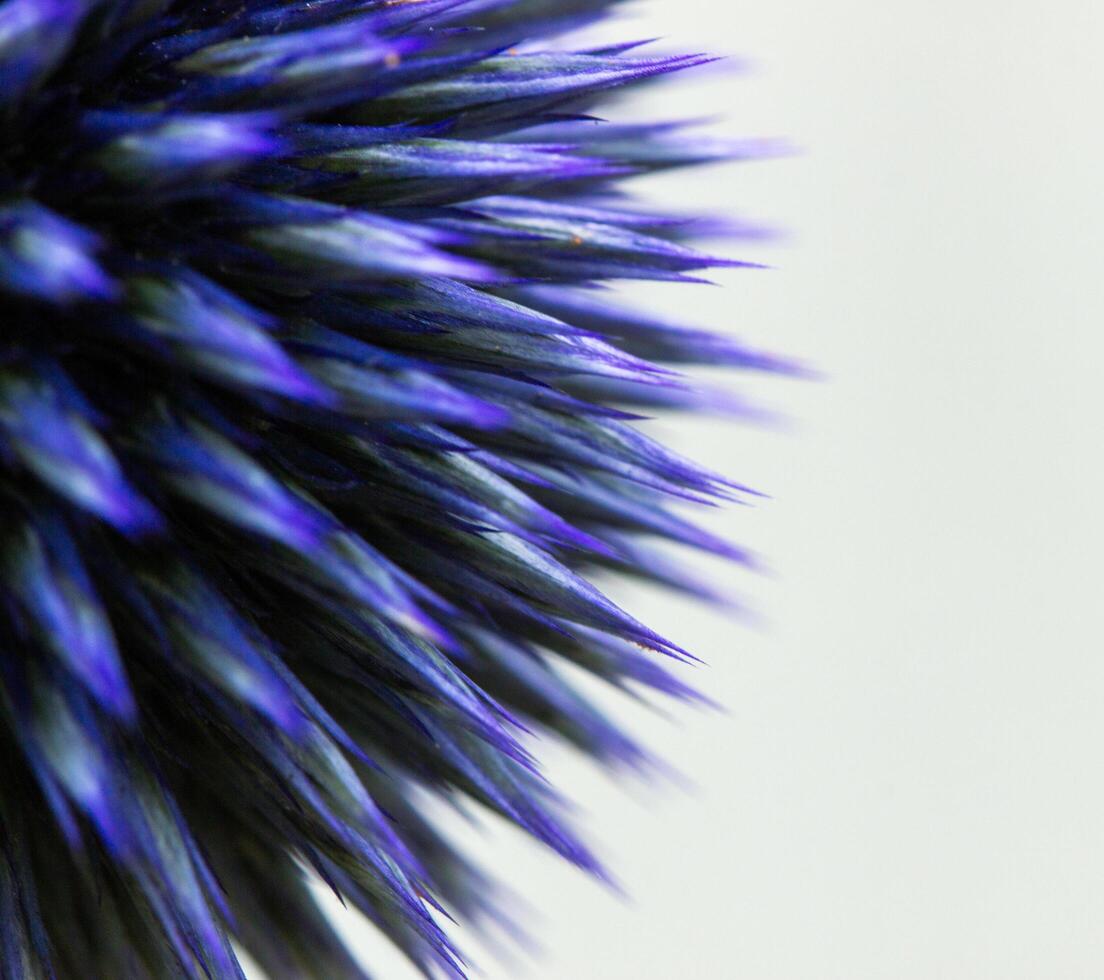 a close up of a purple flower with a white background, flower needles photo