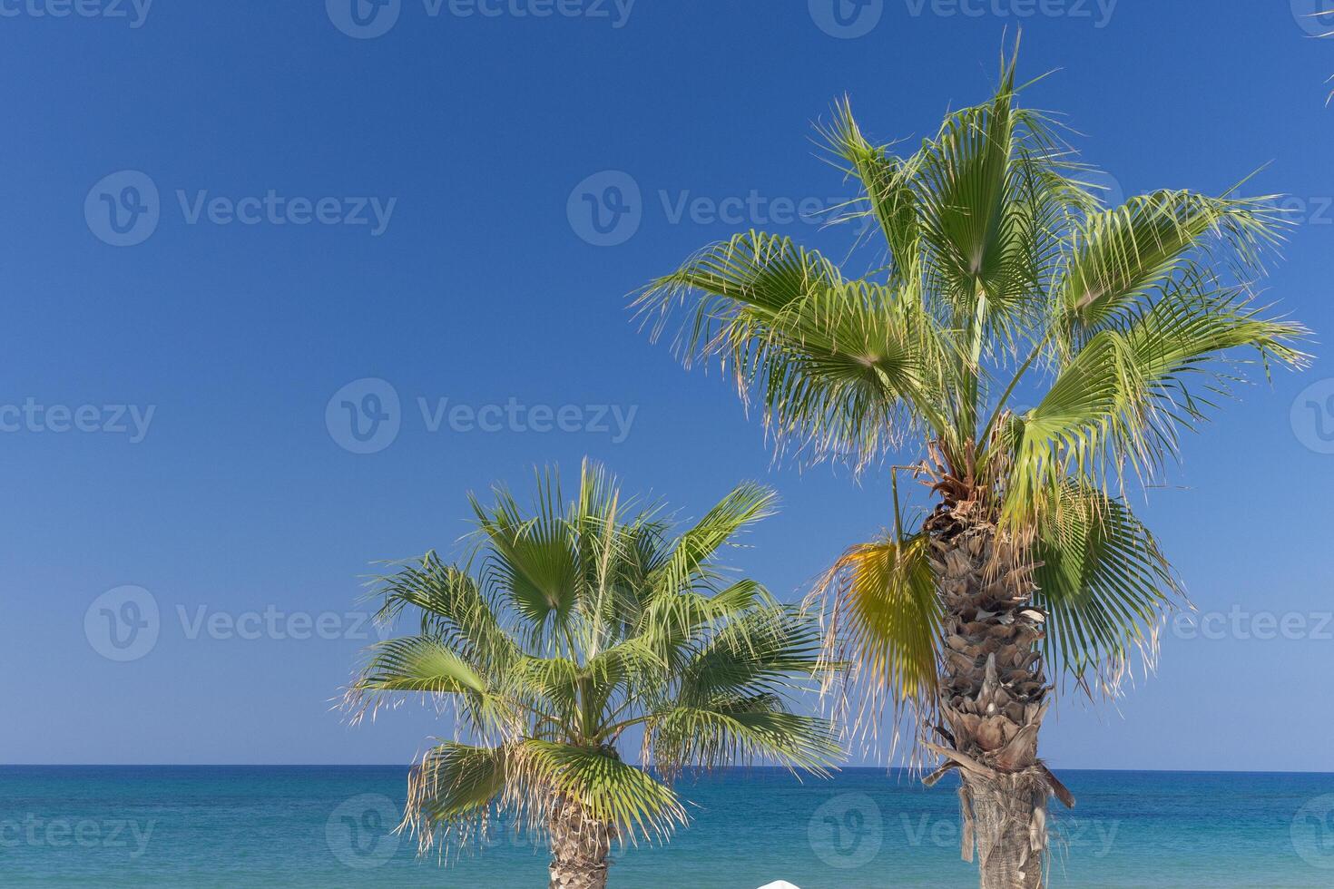 beach at the resort, side view, palm tree and clear blue sky. vacation at sea photo