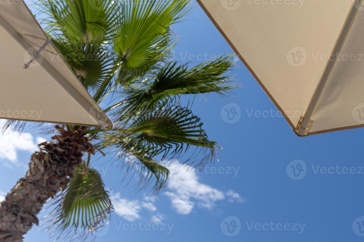 beach at the resort, view from below as if from a sunbed to an umbrella, palm tree and clear blue sky. vacation at sea photo