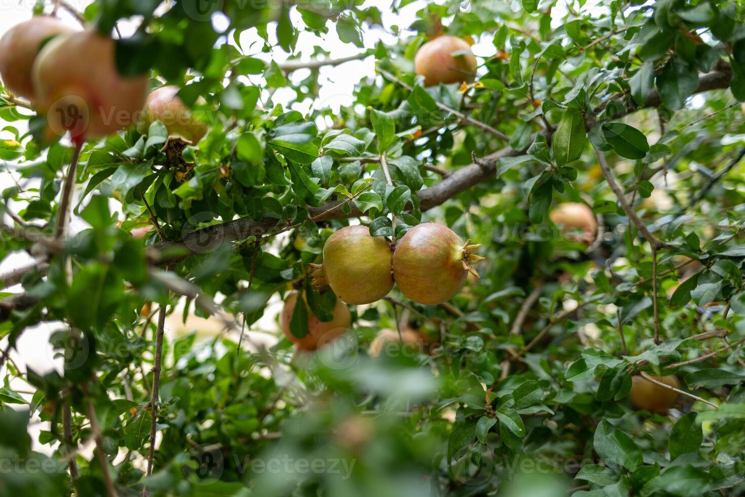 a pomegranate tree with ripe fruit hanging from the branches photo