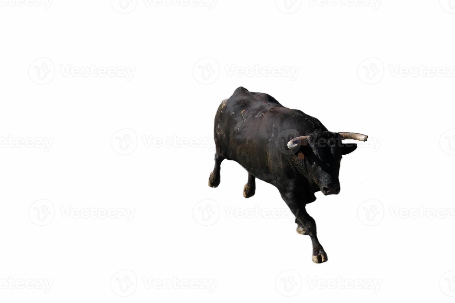 ...bull, animal, cattle, domestic, farm, background, fauna, big, photo