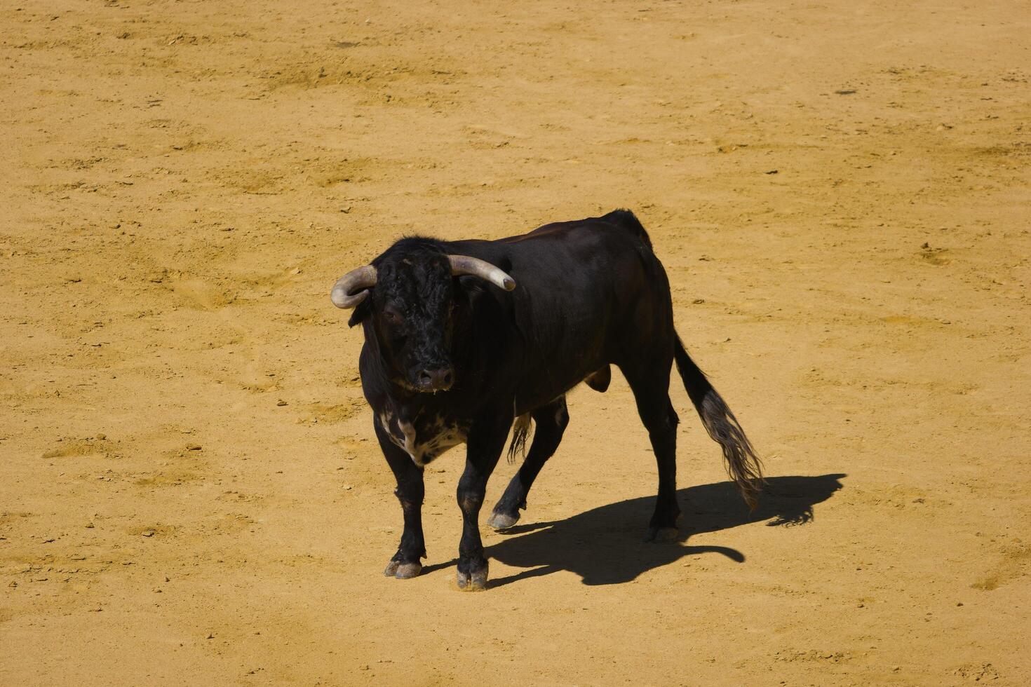 ...bull, animal, cattle, domestic, farm, background, fauna, big, photo