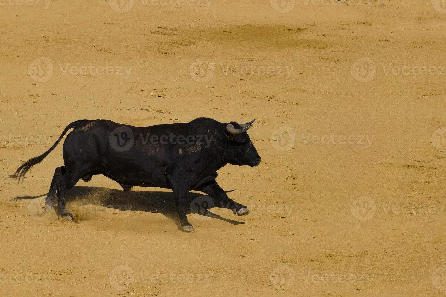 ...bull, animal, cattle, domestic, farm, background, fauna, big, photo