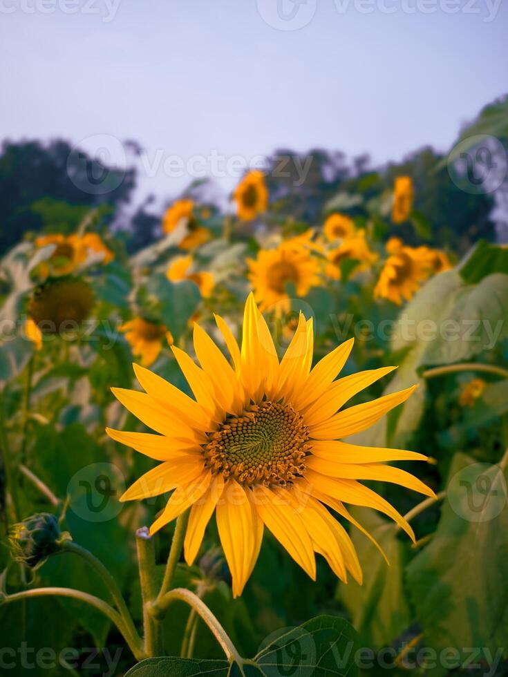 Vibrant sunflower fields stretching endlessly under the summer sun's gentle embrace photo