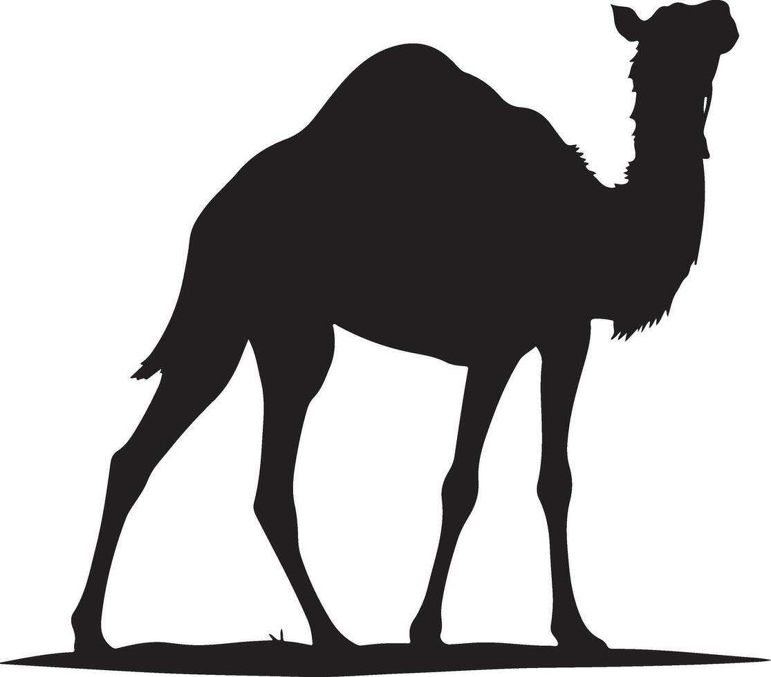 A silhouette of a camel on a white background vector